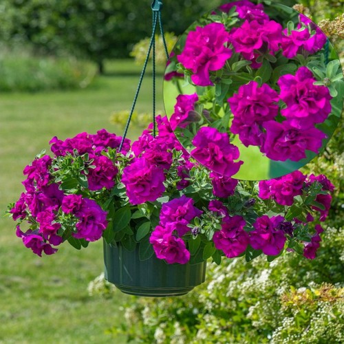 Petunia atkinsiana 'Tumbelina® Savanna' - Petuunia 'Tumbelina® Savanna' P9/0,55L